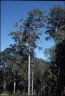 Eucalyptus propinqua