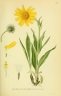 Arnica angustifolia