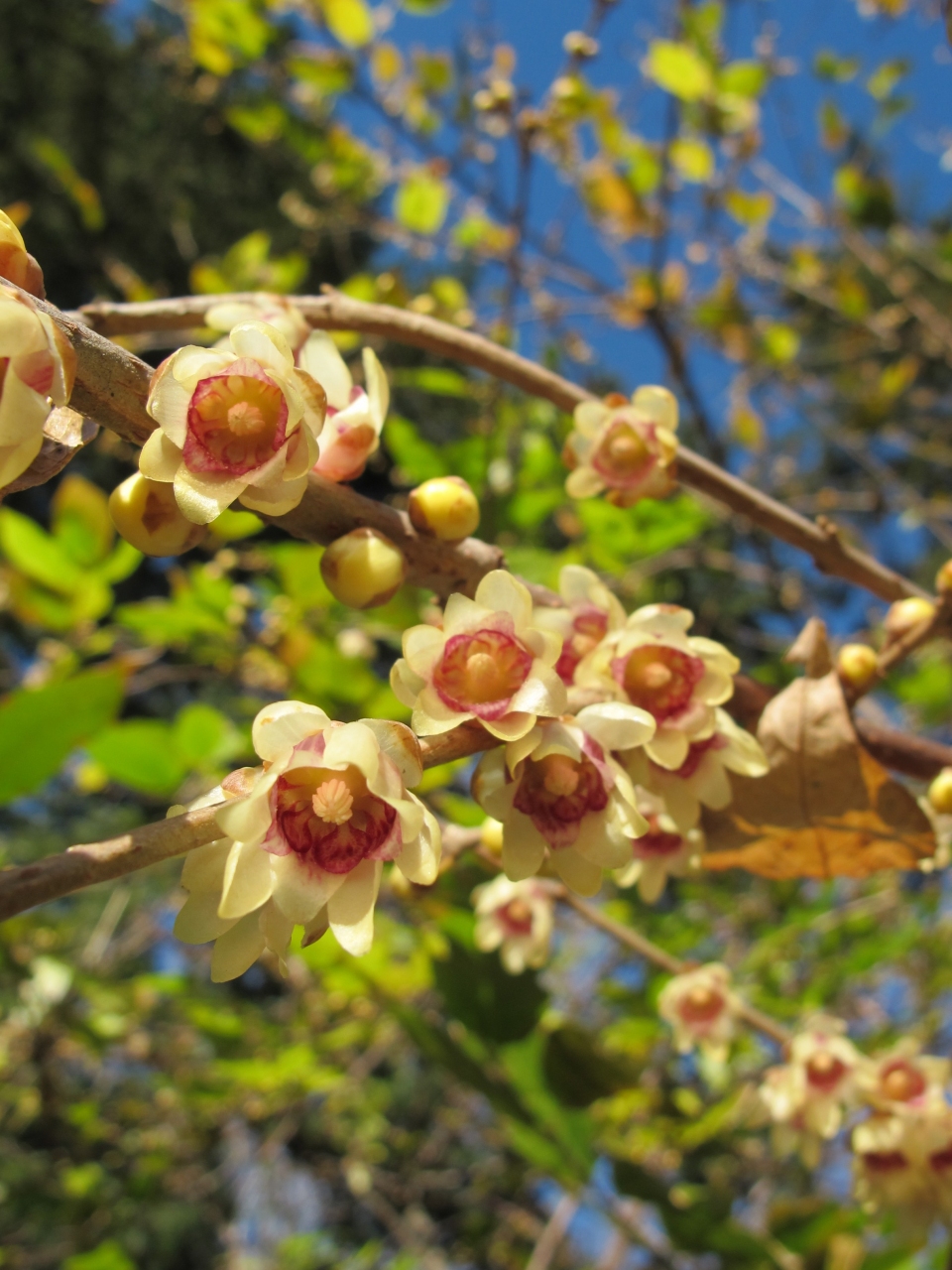 Chimonanthus praecox