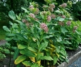 Asclepias syriaca