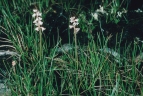 Aletris pauciflora