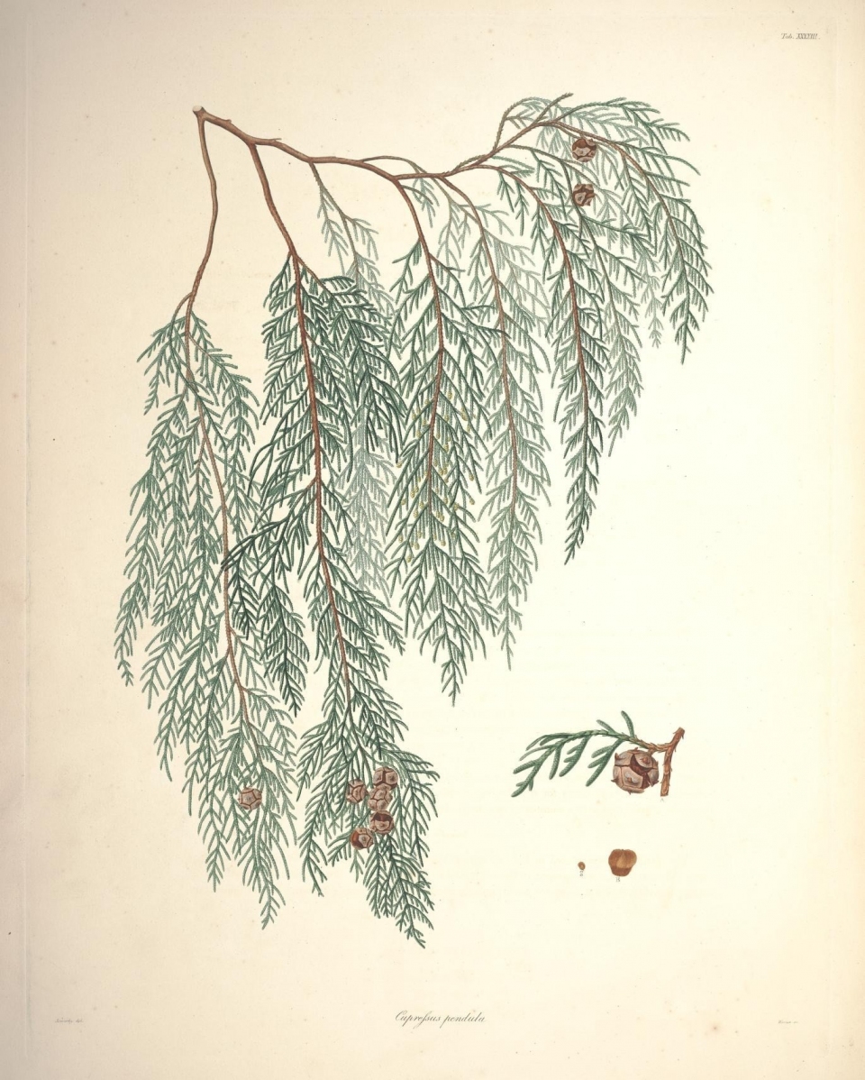 Cupressus funebris
