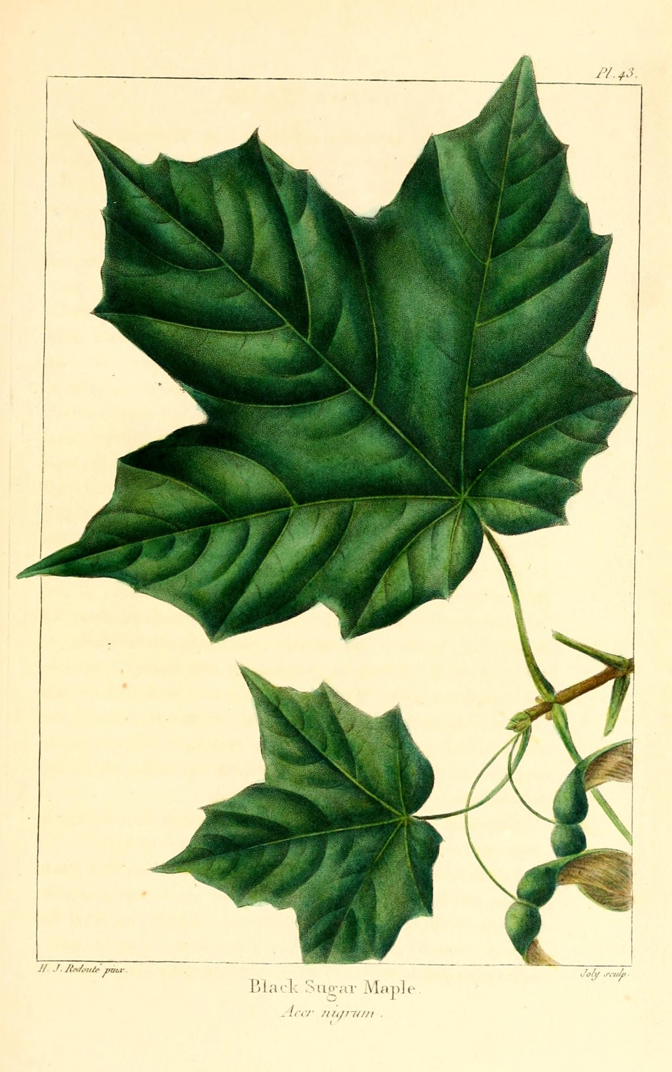 Acer saccharum nigrum