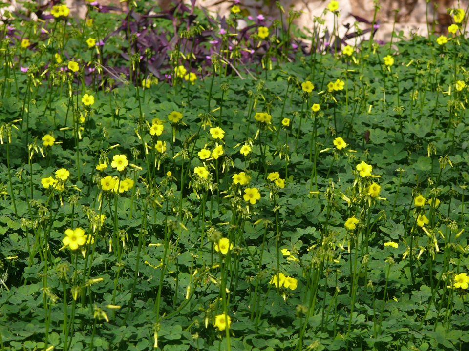 Oxalis pes-caprae