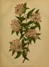 Abelia triflora