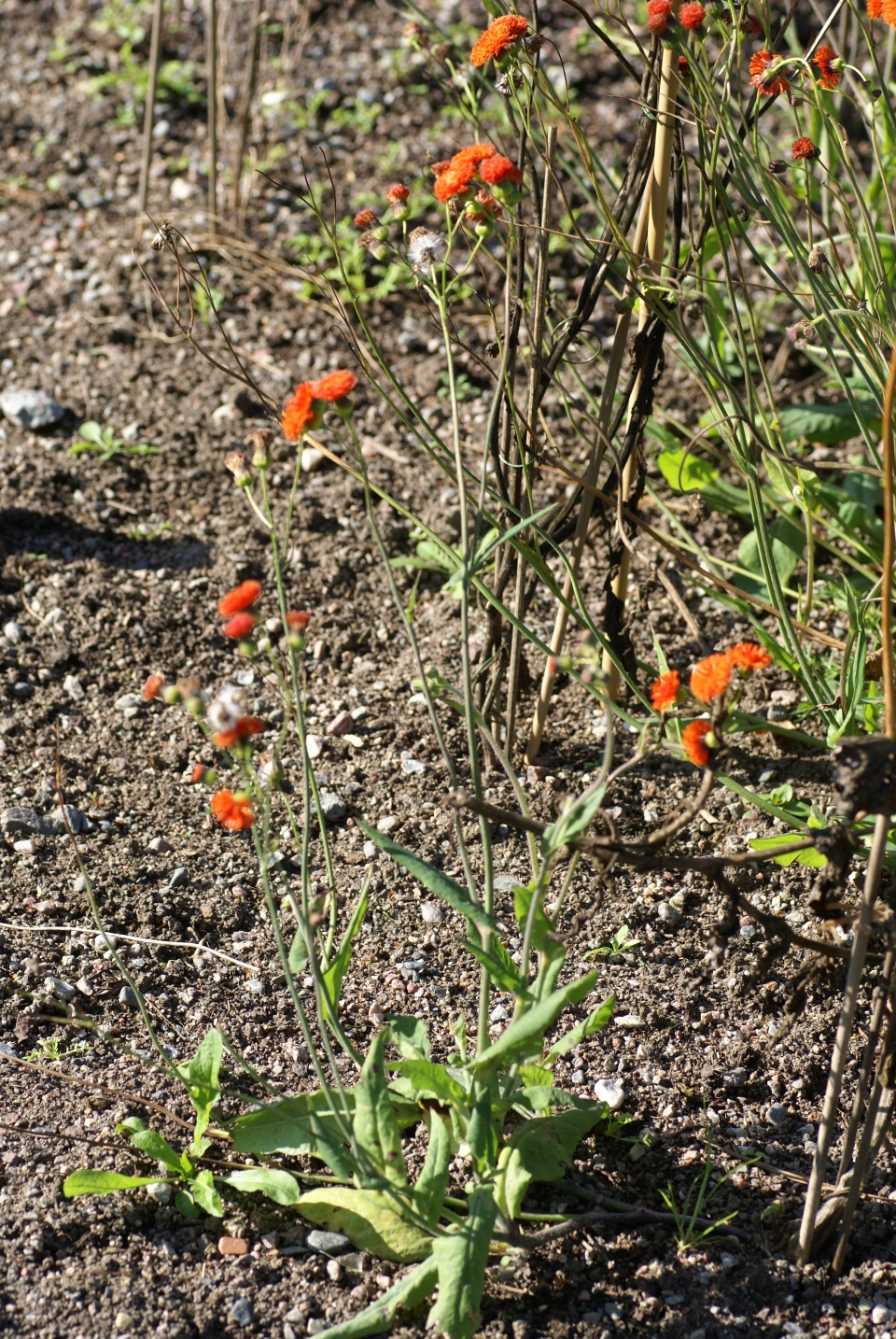 Emilia coccinea