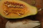 Cucurbita argyrosperma