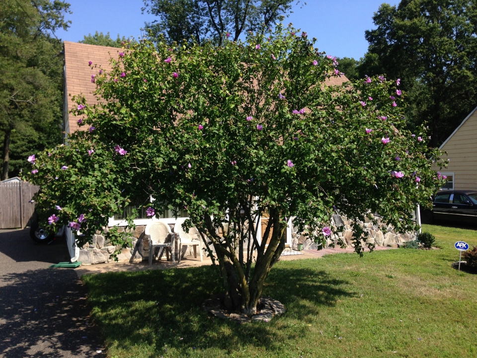 Hibiscus syriacus