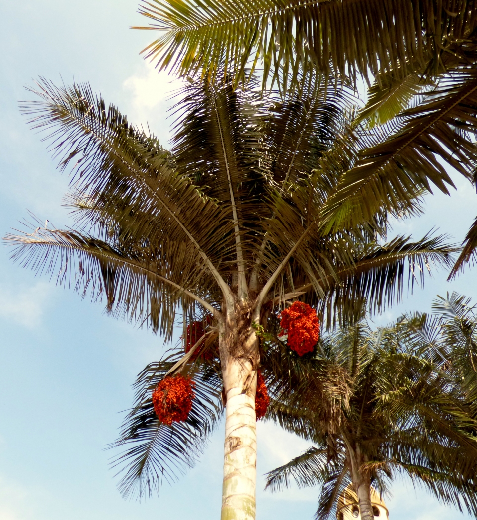 Ceroxylon alpinum