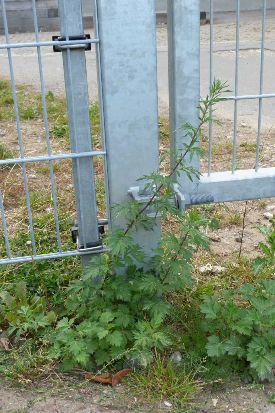 Artemisia vulgaris