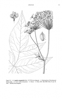 Angelica megaphylla