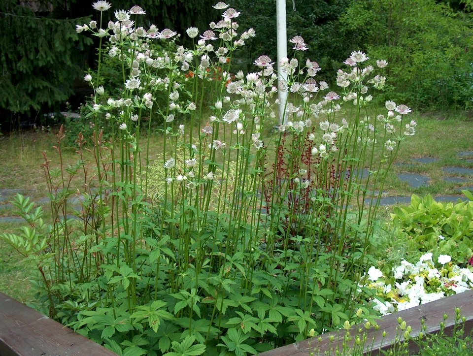 Astrantia major