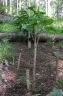 Arisaema serratum