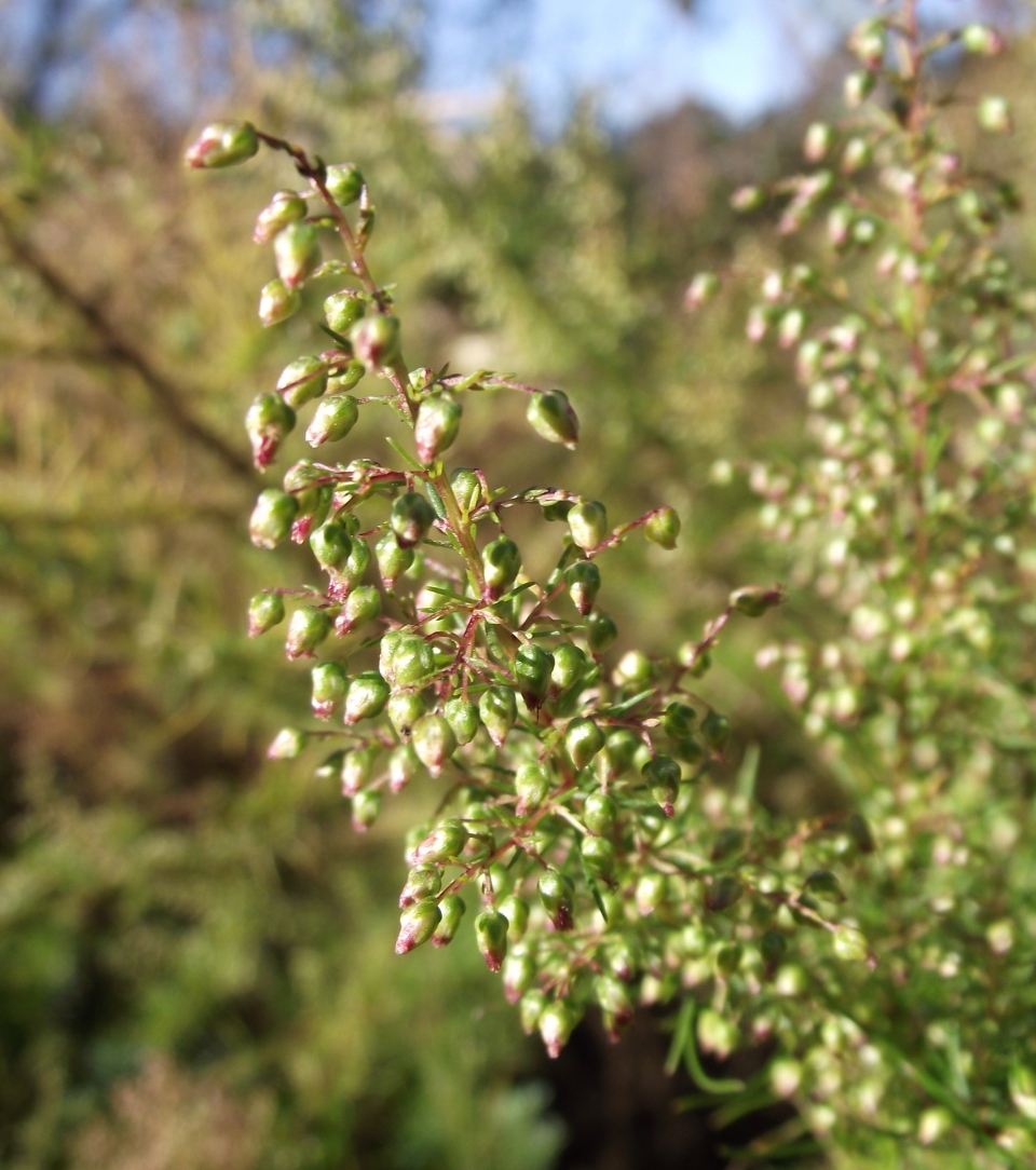 Artemisia capillaris