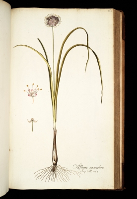 Allium suaveolens