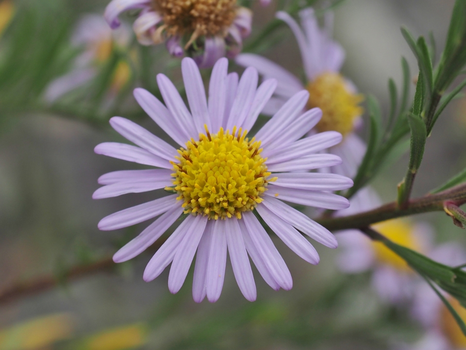 Aster kantoensis