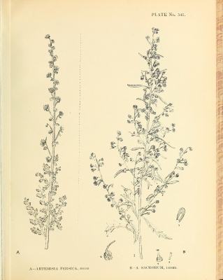 Artemisia persica