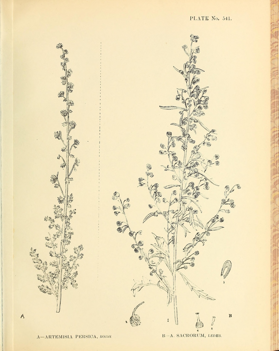 Artemisia persica