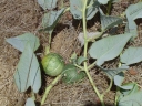 Cucurbita foetidissima