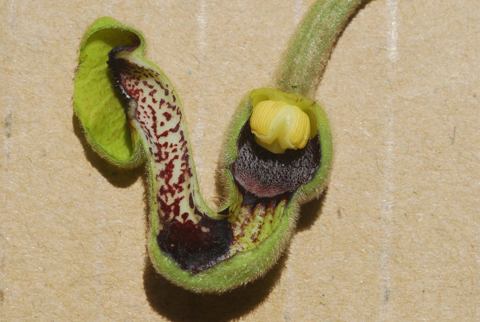 Aristolochia tomentosa