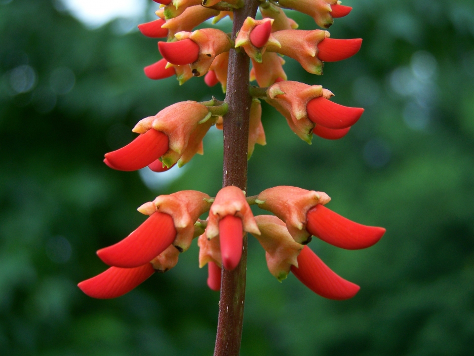 Erythrina humeana