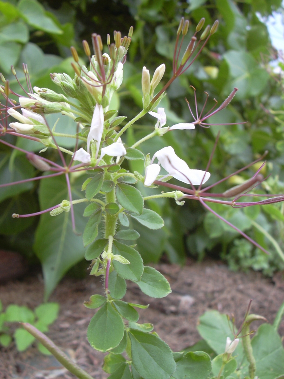 Cleome gynandra