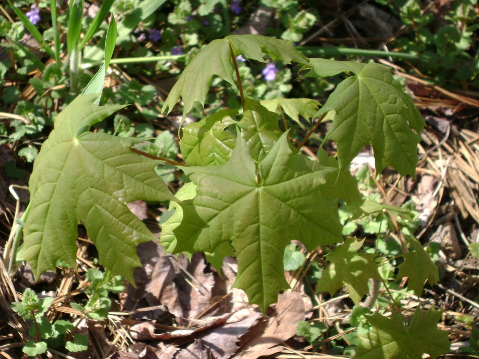 Acer platanoides