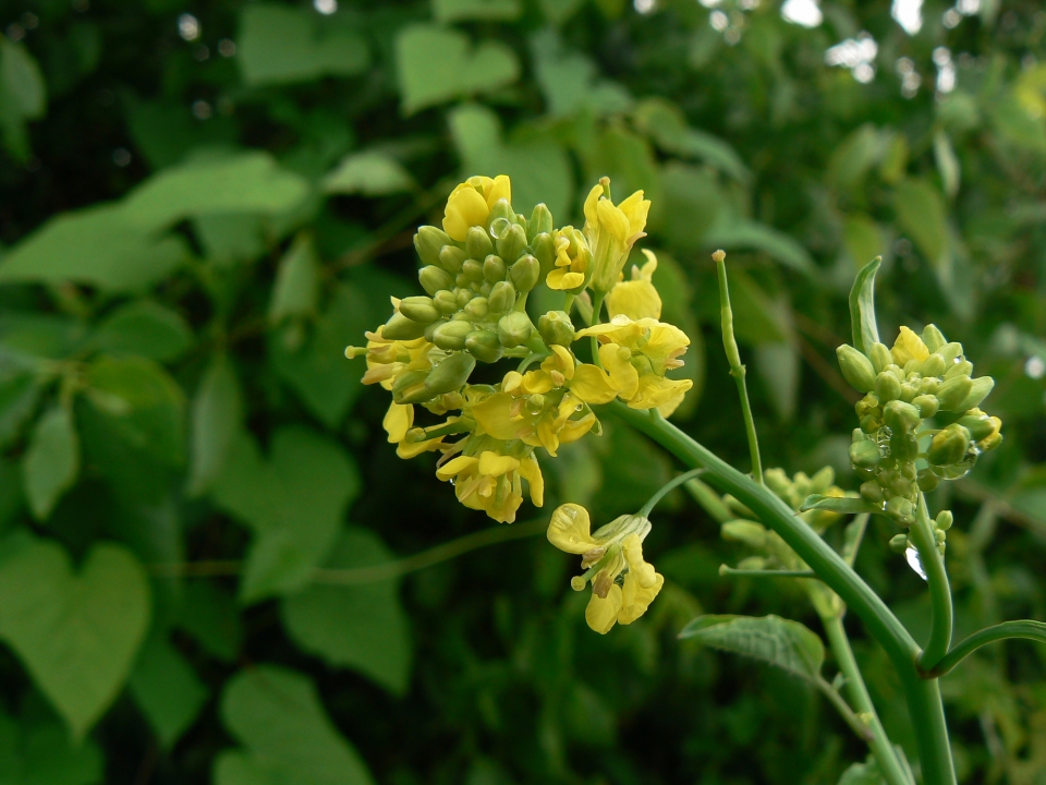 Brassica juncea