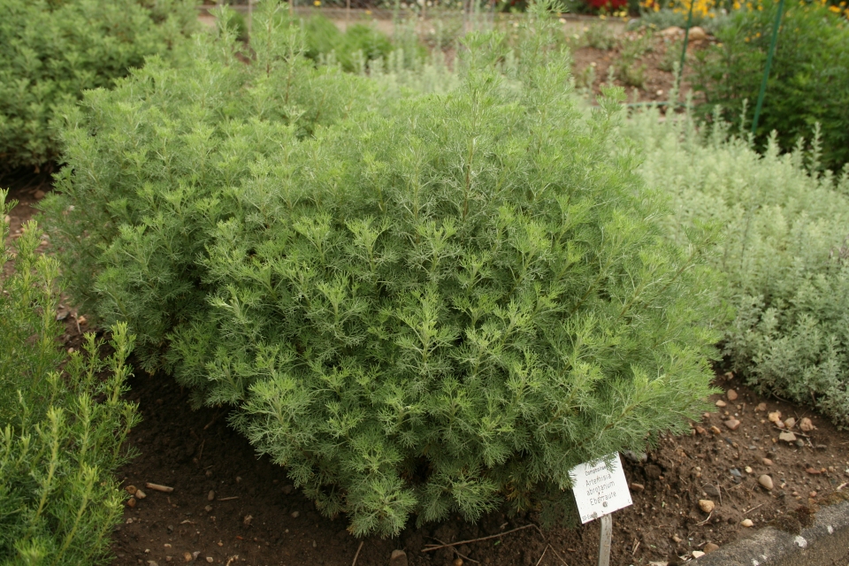 Artemisia abrotanum