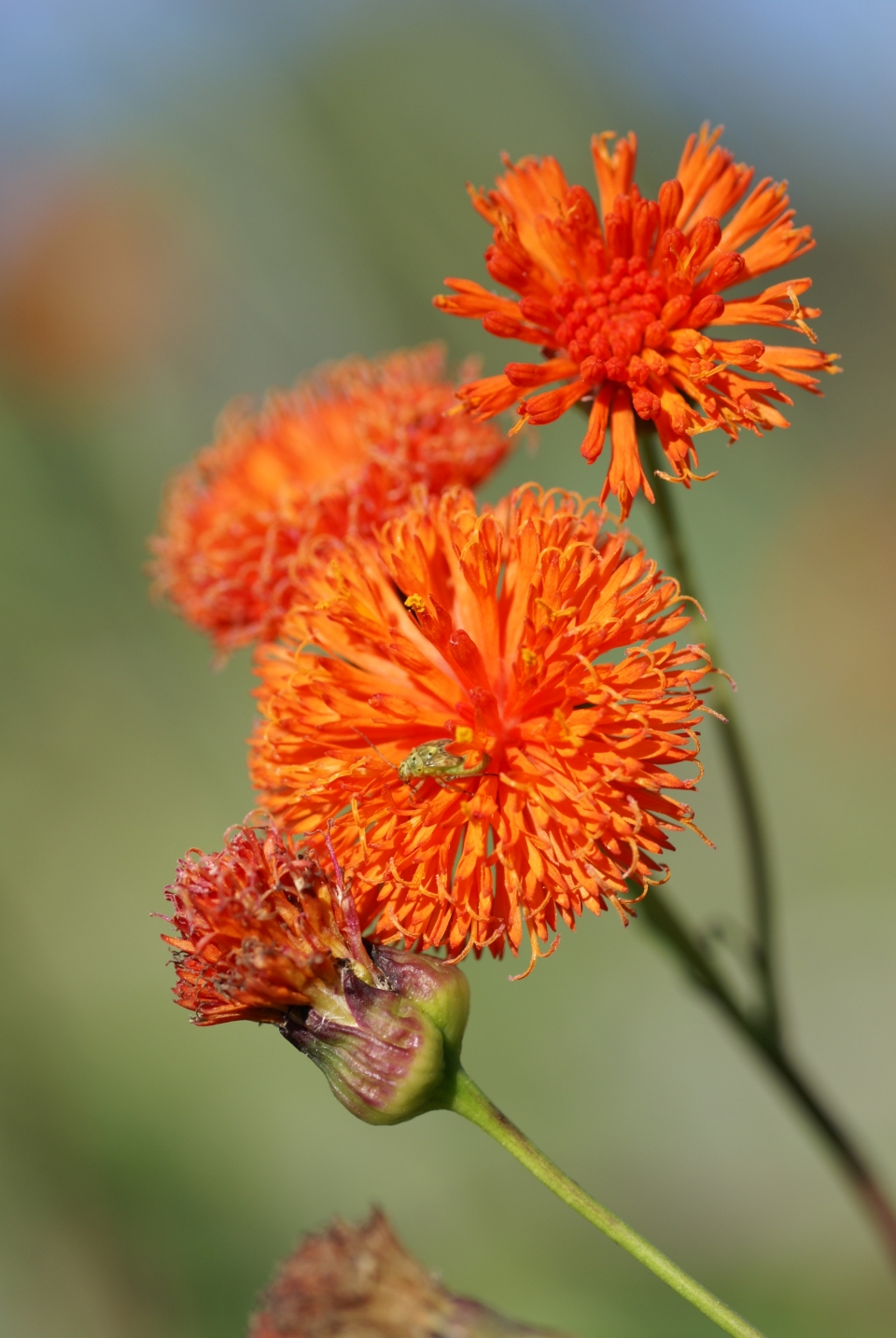 Emilia coccinea