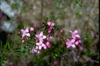 Boronia pinnata