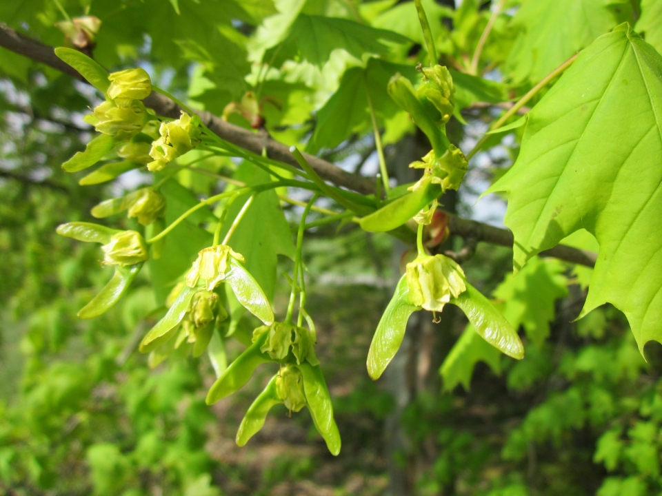 Acer platanoides