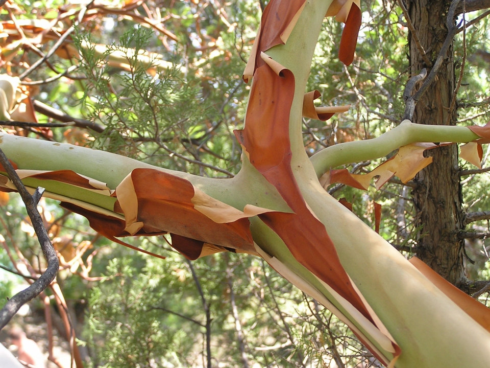 Arbutus andrachne