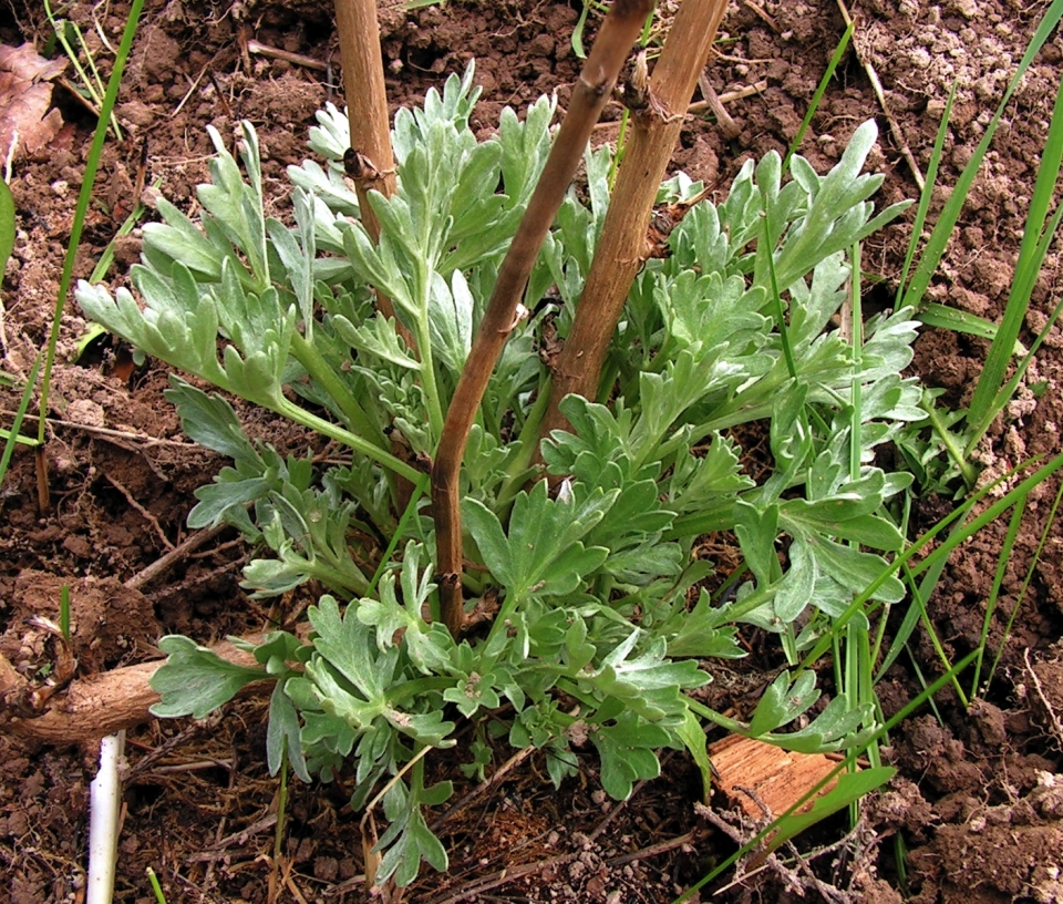 Artemisia absinthium