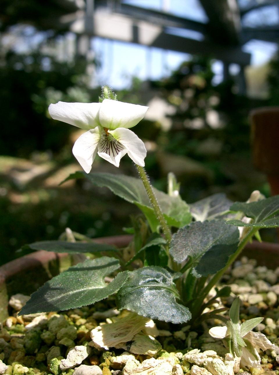 Viola yezoensis