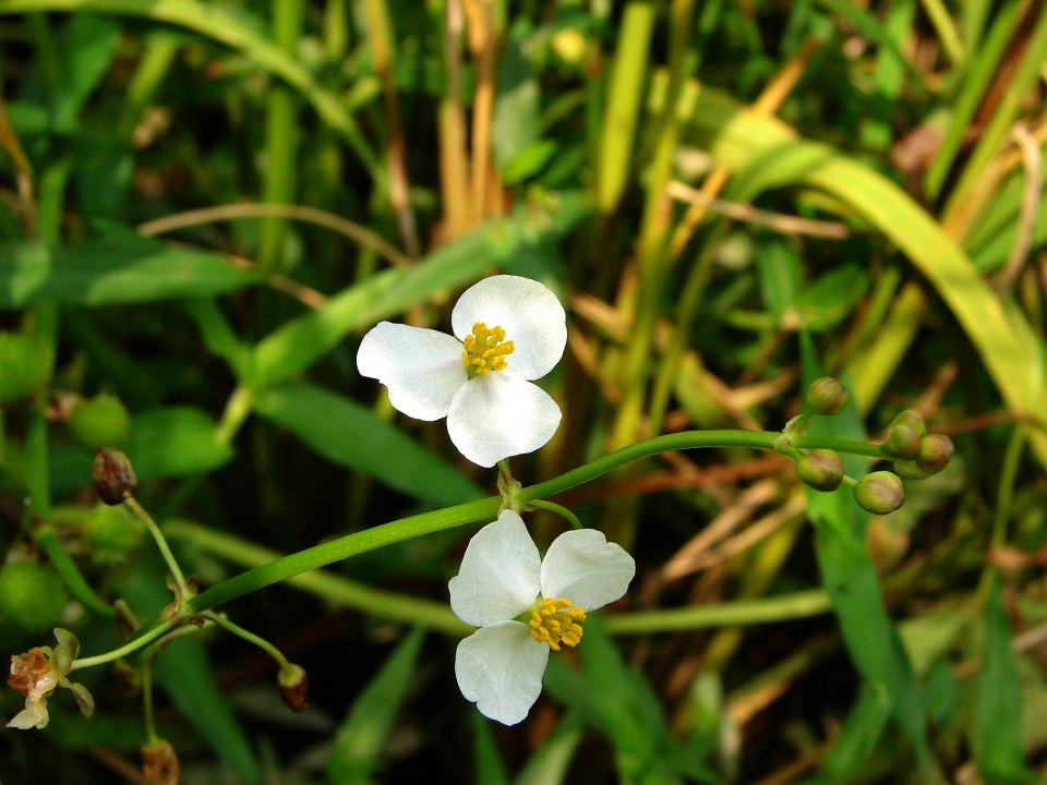 Sagittaria trifolia