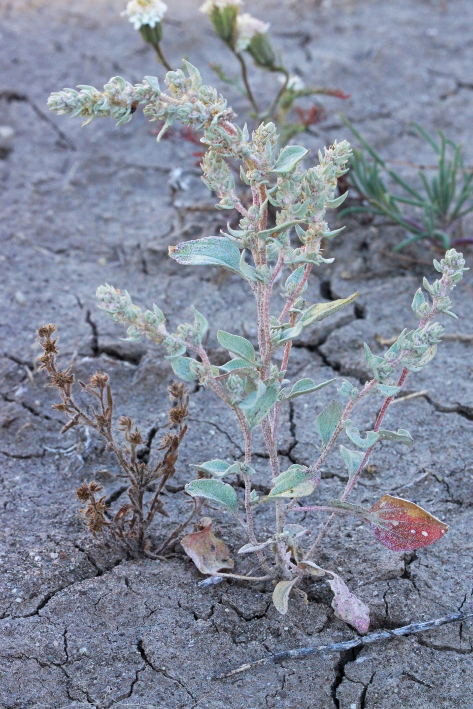 Atriplex powellii