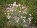 Antennaria dioica