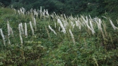 Actaea simplex