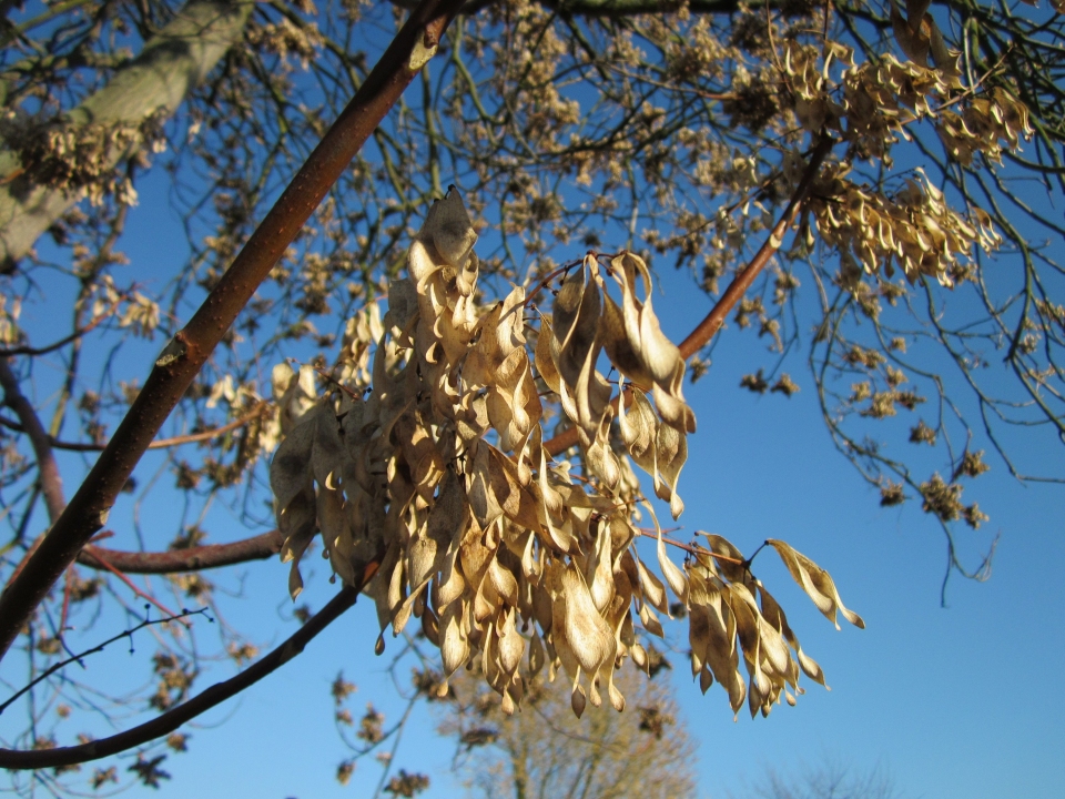 Ailanthus altissima