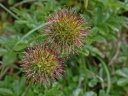 Acaena novae-zelandiae