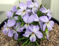 Viola pedata