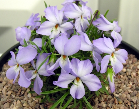 Viola pedata