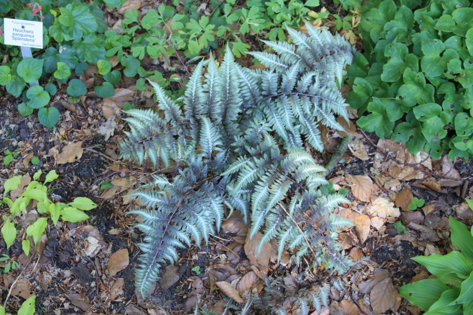 Anisocampium niponicum