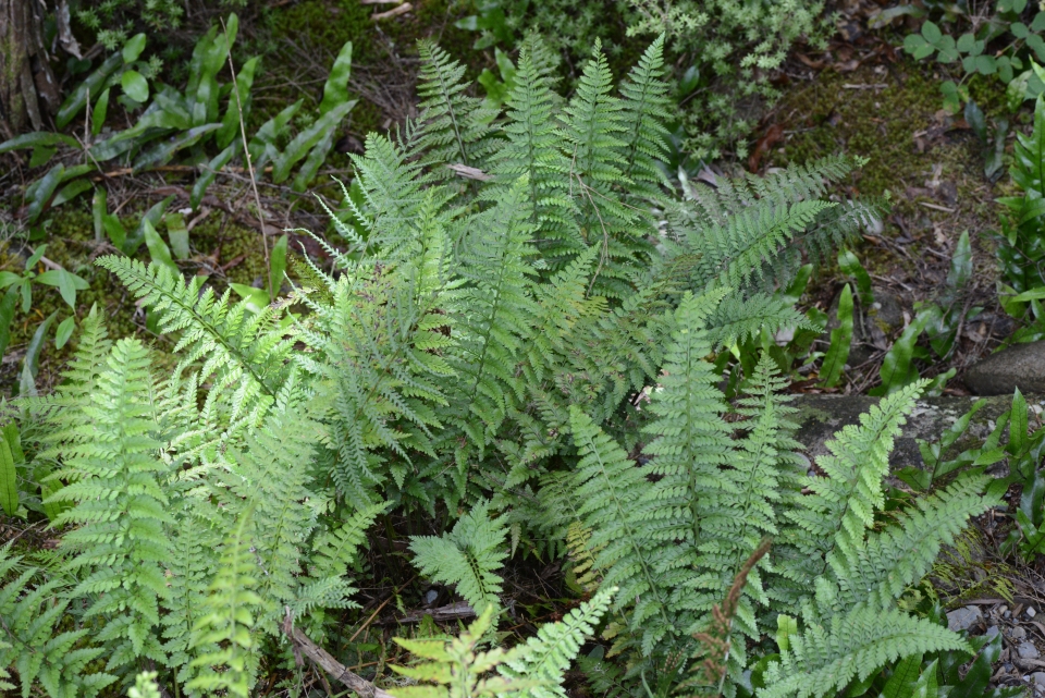 Asplenium bulbiferum