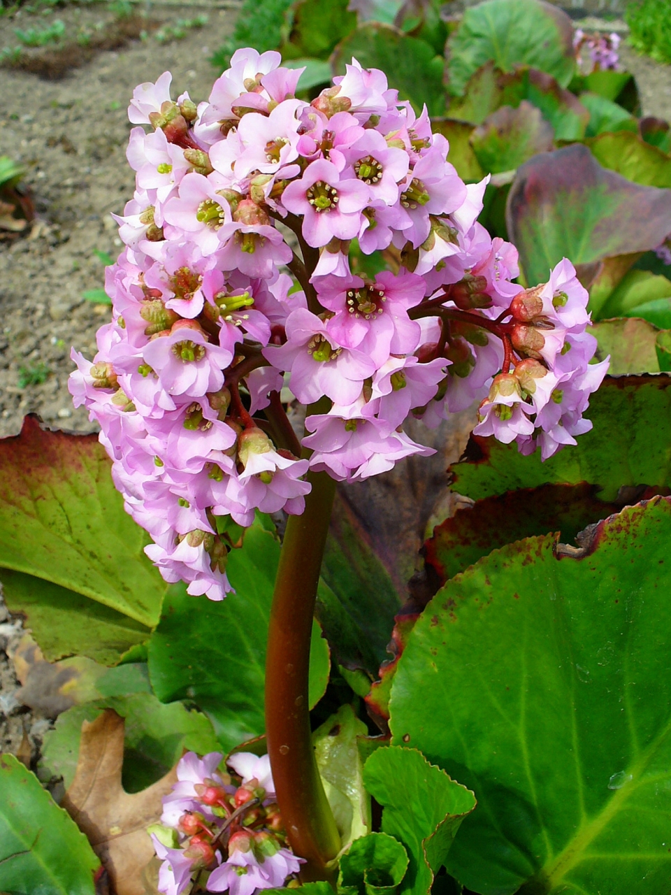 Bergenia crassifolia