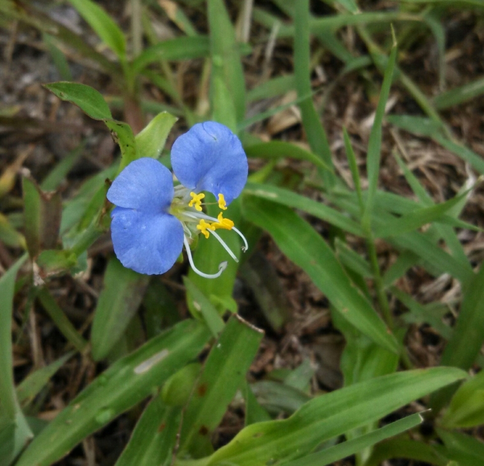 Commelina erecta angustifolia