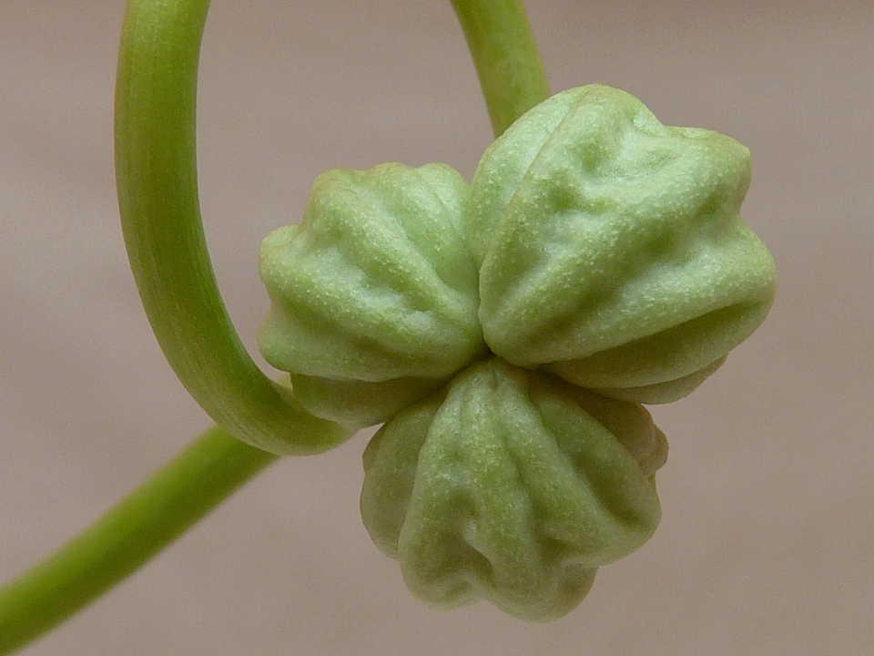 Tropaeolum majus