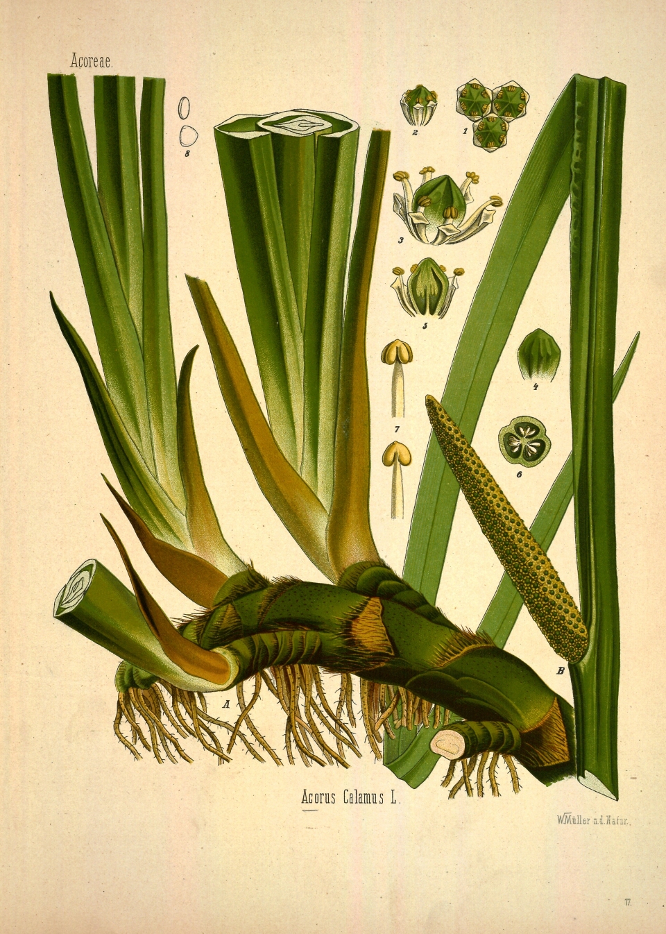 Acorus calamus americanus