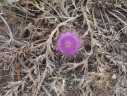 Carlina gummifera